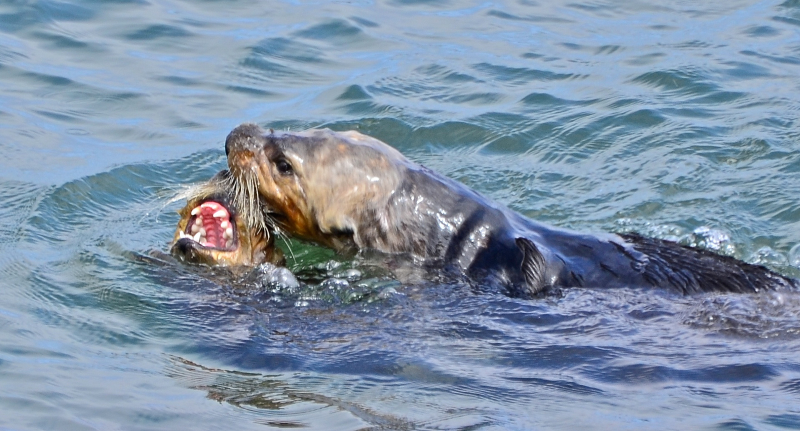 Illustration for article titled You Otter Know, It's Sea Otter Awareness Week!